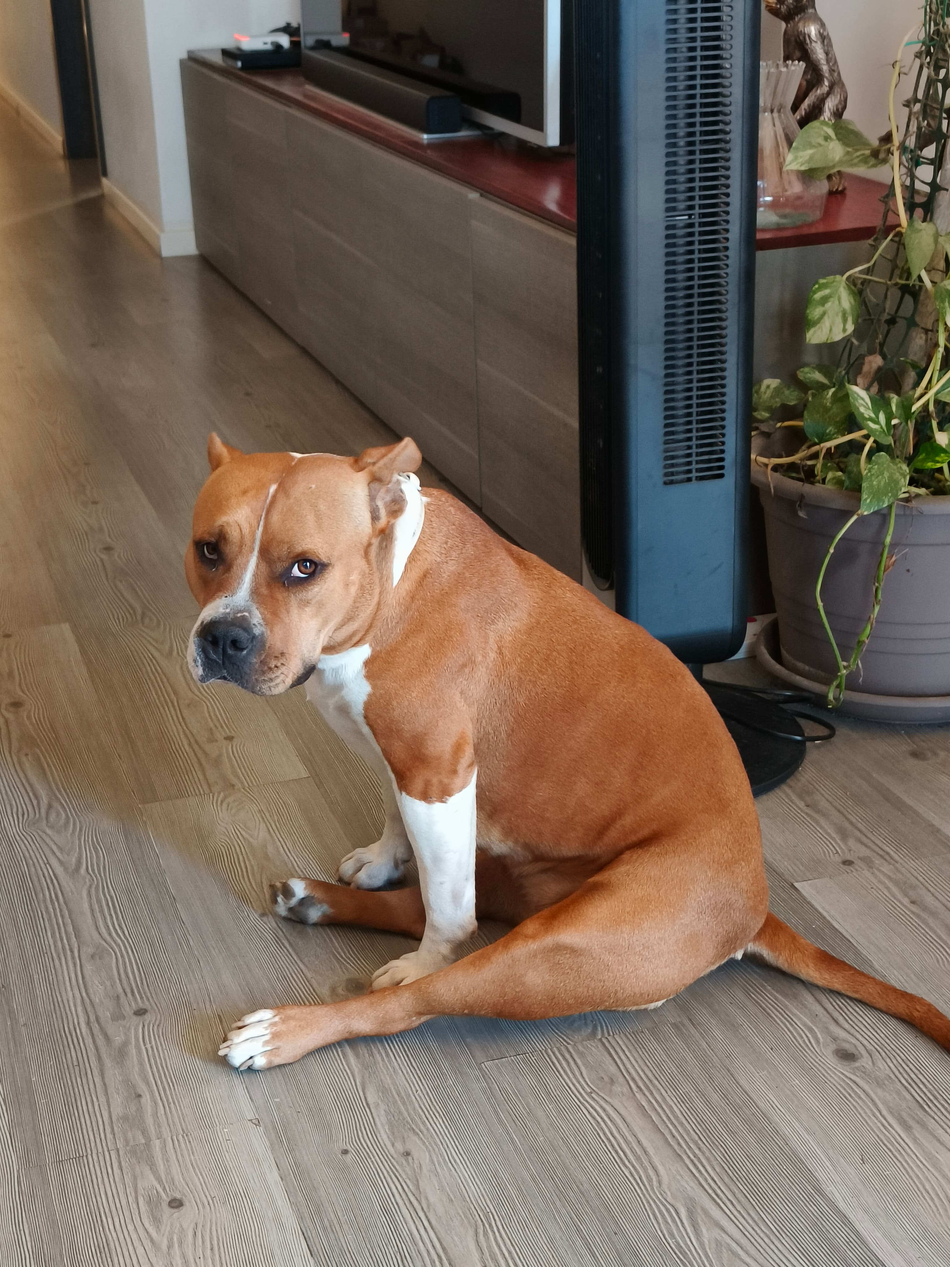 A real dog photo uploaded by a user
